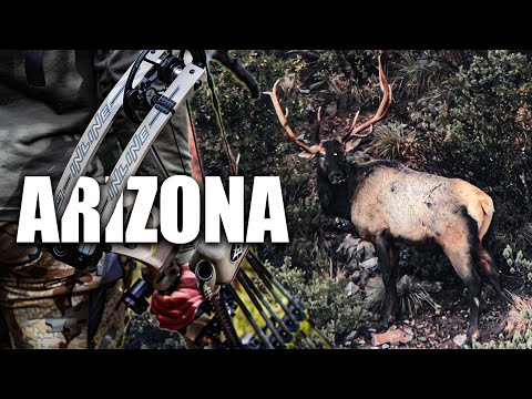 ARIZONA LATE ARCHERY ELK HUNT | BULLS EVERYWHERE