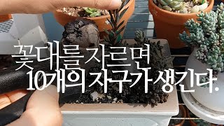 다육이 꽃대를 자르면 10개의 자구가 생긴다.(인디카, 사마로) succulents/多肉植物/たにくしょくぶつ…