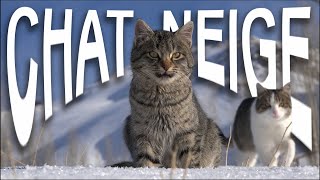 CHAT SE NEIGE