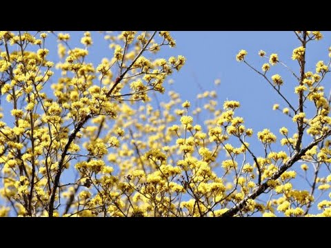 サンシュユ: 最高の種類の果物 植物