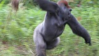 Congo silverback gorilla