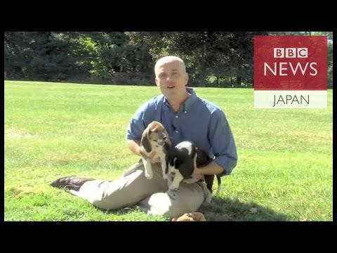 犬の生殖: 解剖学、受胎可能段階および去勢