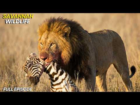 SAVANNAH WILDLIFE | The Eternal Struggle of Predators & Prey | Animal Documentary
