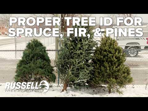 How to Correctly ID a Spruce, Fir, and Pine Tree!
