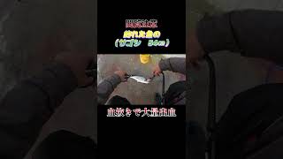 【閲覧注意】魚（サゴシ　54センチ）の血抜きで大量出血！#shorts #釣り #ショアジギング
