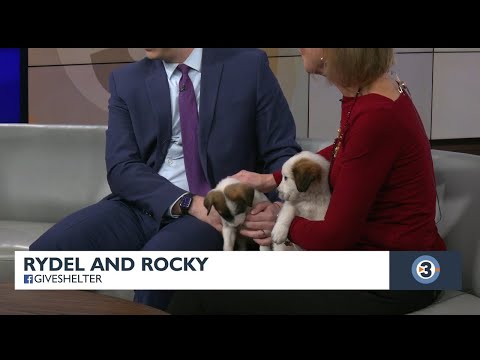 Pets of The Week: Rydel and Rocky - YouTube