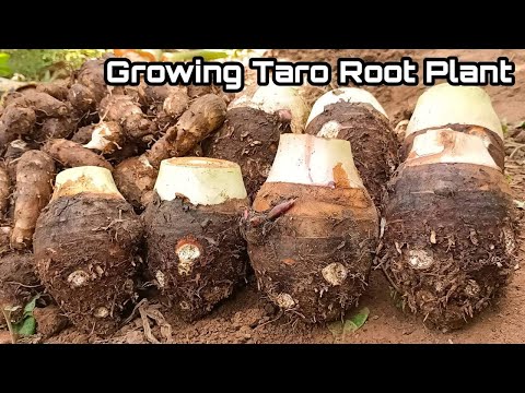 How to Grow Taro Root Plant / - Tips & Harvest