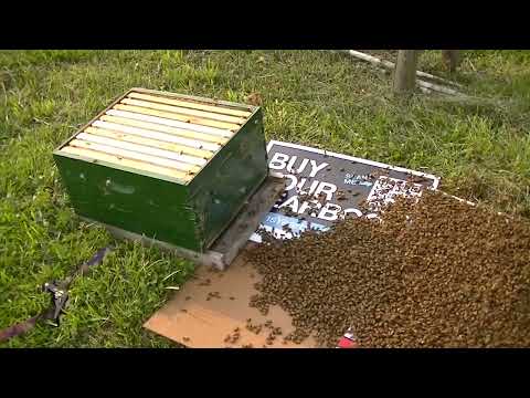 S9E6  Giant Swarm 2023 Part 2