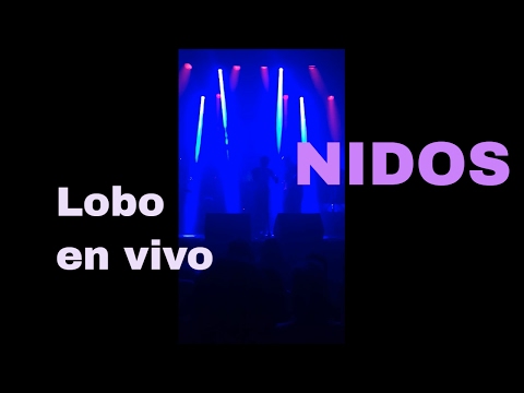 Lobo en vivo - Nidos