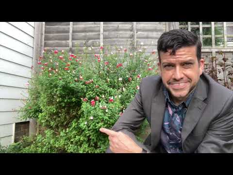 Four Seasons Total Landscaping Local Ad