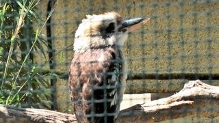 preview picture of video 'La Londe-les-Maures - Tropical Garden - Part 1 Birds and plants [HD] (VideoTurysta.pl)'