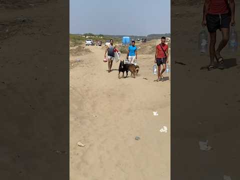 ⚓️🐾👌 #dog #malinois #malinoismonday #pitbull #shortsviral #playa #beach #gsds
