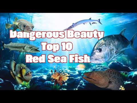 🎯Top 10 Dangerous and Beautiful Red Sea Fish 🐠
