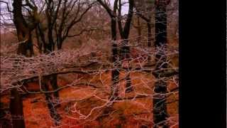 Neuroticfish   You&#39;re The Fool