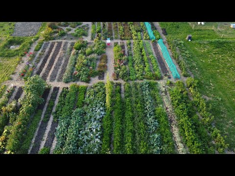 No dig market garden growing sustainable veggies and flowers in Devon