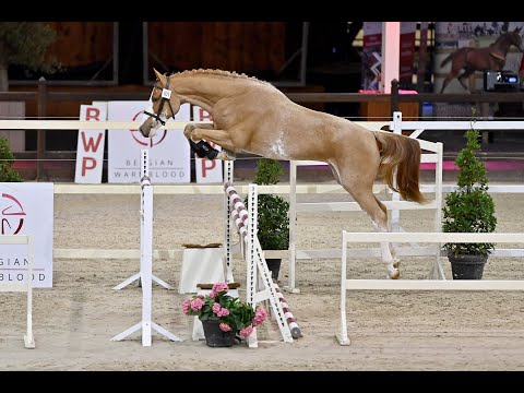 CASPER DU CACHE POT Z - Sire of Wayoo