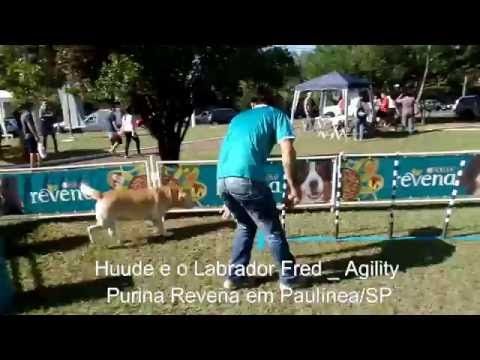 Show de Cães Purirna Revena em Paulínea SP
