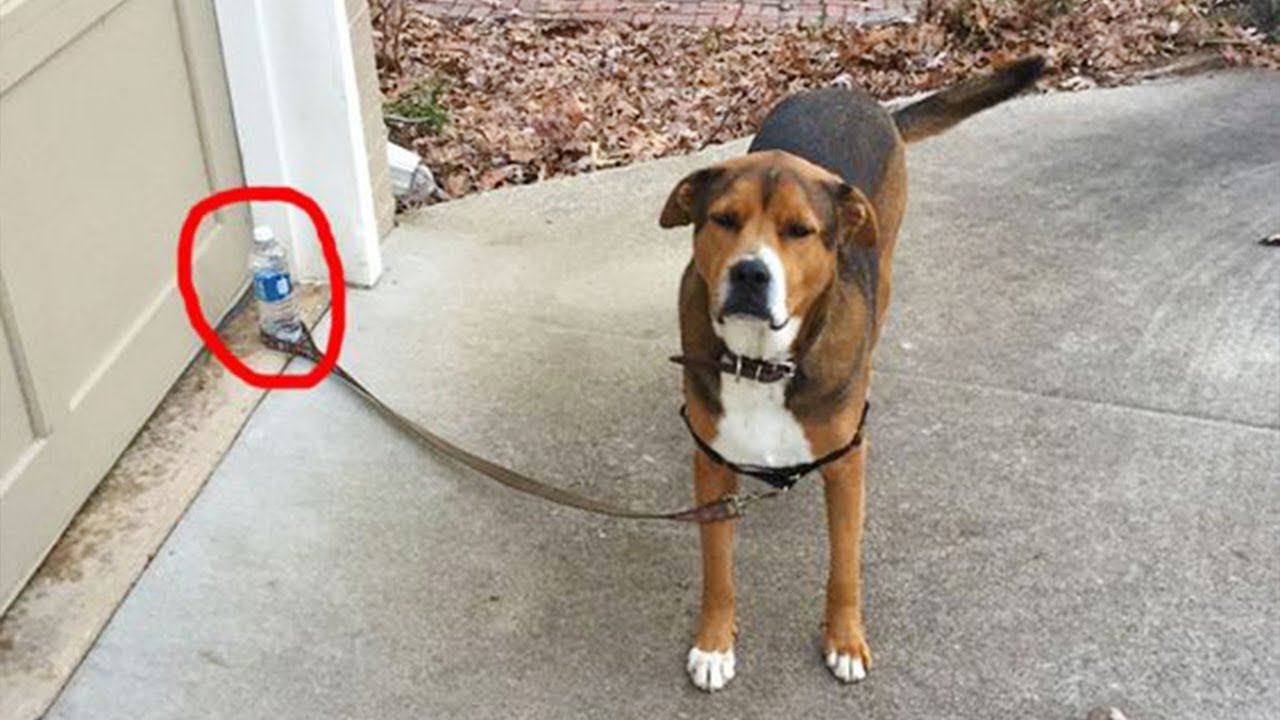 When your dog has only 2 brain cells 🤦 ♀️ Funny Dog Videos 2024