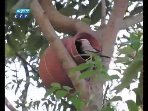 চুয়াডাঙ্গার বেলগাছি গ্রাম এখন পাখির অভয়ারণ্য