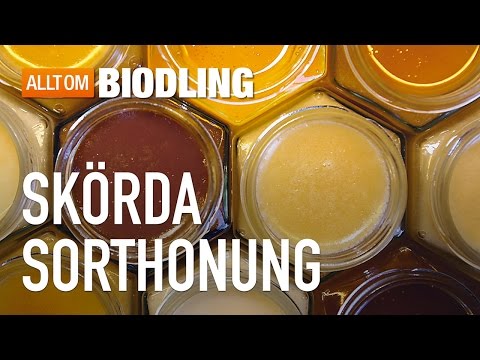 Skörda sorthonung - Honung - Biodling