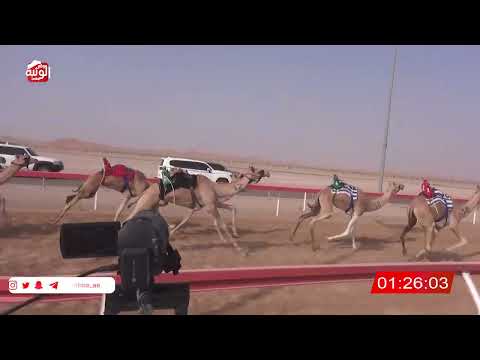 ش 14 (الشاهينيه) لـ محمد علي بن حليس العفاري 2:13:13 ، شارة الصندوق 2026/08/08 فطامين الوقن