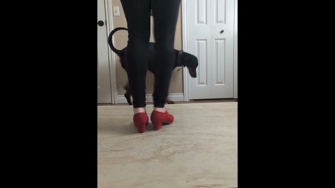 Tangos Flamenco Footwork Patterns Basic #flamencodance #dance #spanishculture