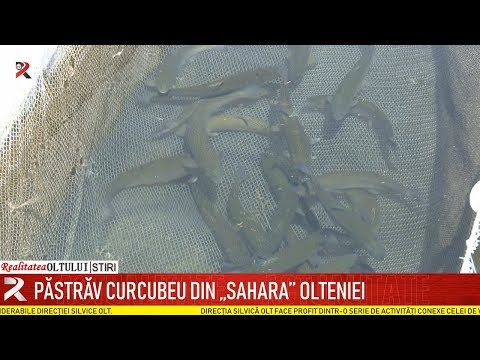 discovery de ardere a grăsimilor pierderea în greutate folosind calamansi