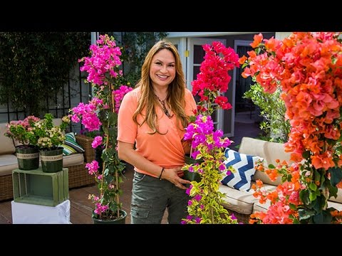 Bougainvilleas 101