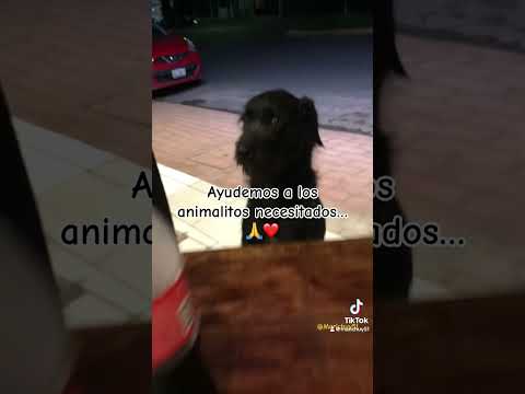 #pyf Ayudemos a los perritos necesitados🙏🥺 #perritos #viral #comparte #parati