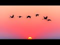 Peter White  - Chasing The Dawn
