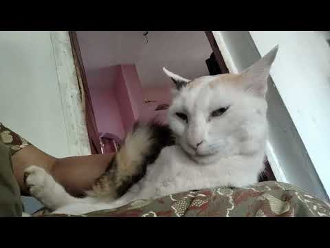 Kunjipennu is missing