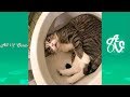 Try Not To Laugh Watching Funny Animals Try Not To Laugh Watching Funny Animals