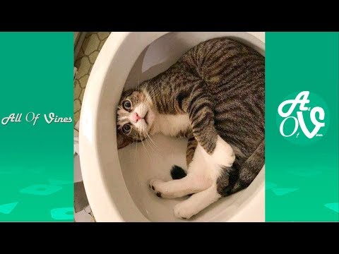 Humor video E-cards, This is a Try Not To Laugh Challenge Impossible Vine Compilation With The Funniest Animal, funny humor