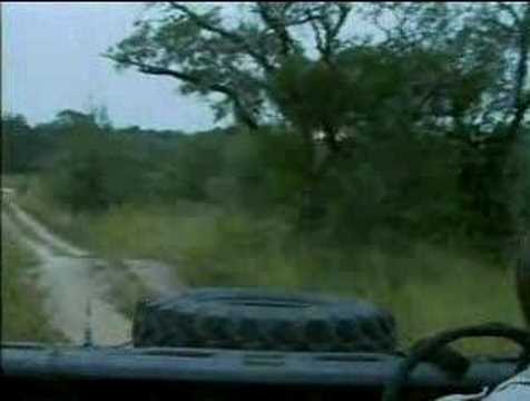 djuma drive 28feb08 bull elephant 2