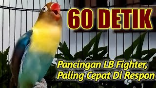 Download lagu Berawal Ngetik Lanjut NGEKEK PANJANG, Pancingan Lovebird Fighter PALING CEPAT Di RESPON, DIJAMIN,.!! mp3 Download lagu Berawal Ngetik Lanjut NGEKEK PANJANG, Pancingan Lovebird Fighter PALING CEPAT Di RESPON, DIJAMIN,.!! mp3