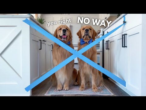 What Will These Golden Retrievers do for a Treat?