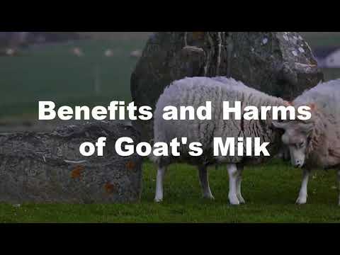 danger of consumsing goats milk