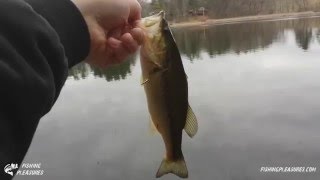 Couple Of Bass On A Cloudy Day