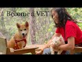 Cheapest Place To Study Veterinary Medicine In Europe