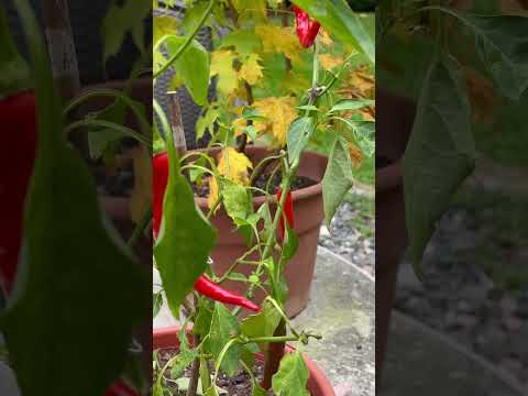 , title : 'Some red cayenne peppers growing on plant in pot 🔥🌶️🫑'