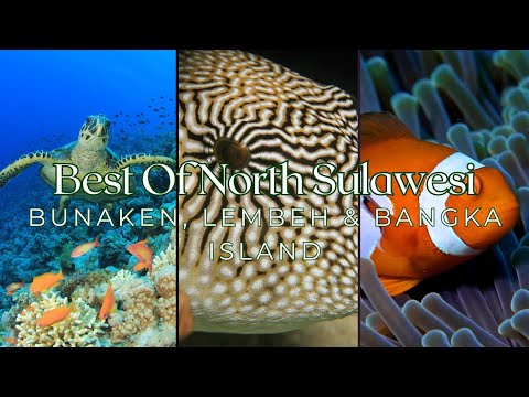 Top 5 Dive Sites of North Sulawesi: Bunaken, Lembeh & Bangka Island in 4K #scubadiving #indonesia