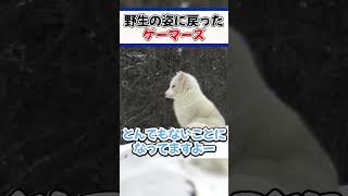 野生の姿に戻ってしまったゲーマーズ【ホロライブ切り抜き/ホロライブ/白上フブキ/戌神ころね/猫又おかゆ/大神ミオ】#shorts