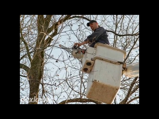 Jim's Tree Service - Charlottesville, VA