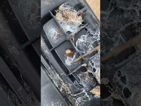 Huge Brown Recluse Spider