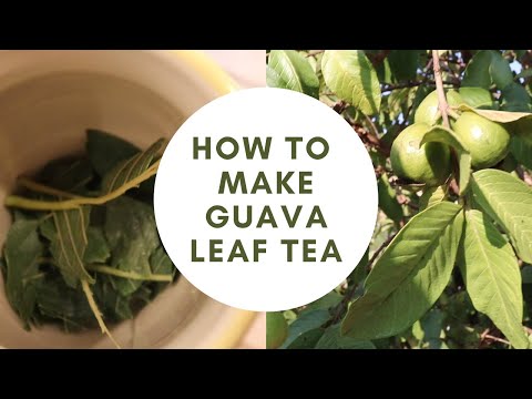 image-What are the benefits of drinking guava leaf tea?