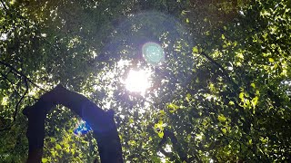 Lion’s Gate Alignment