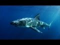 Something Ate This Shark But What SmithsonianChannel