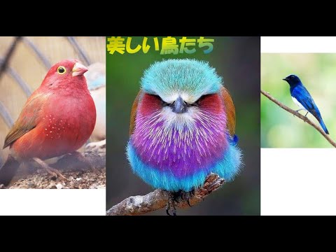 カラフルな鳥の特徴と写真 -