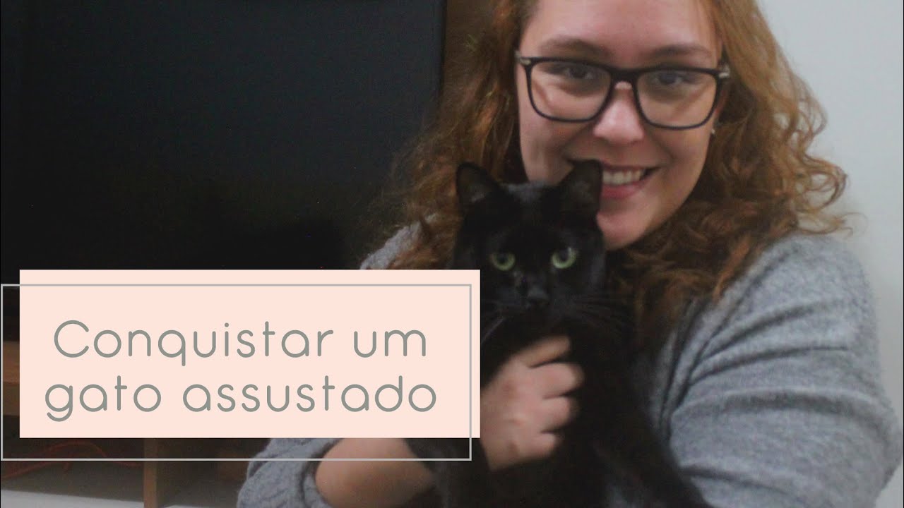 Como conquistar um gato assustado | Steh Barbosa