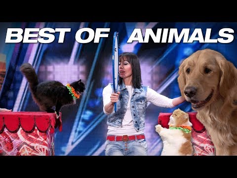 Singing Dogs! Cat Tricks! Animal Noises From A Human! - America's Got Talent 2018